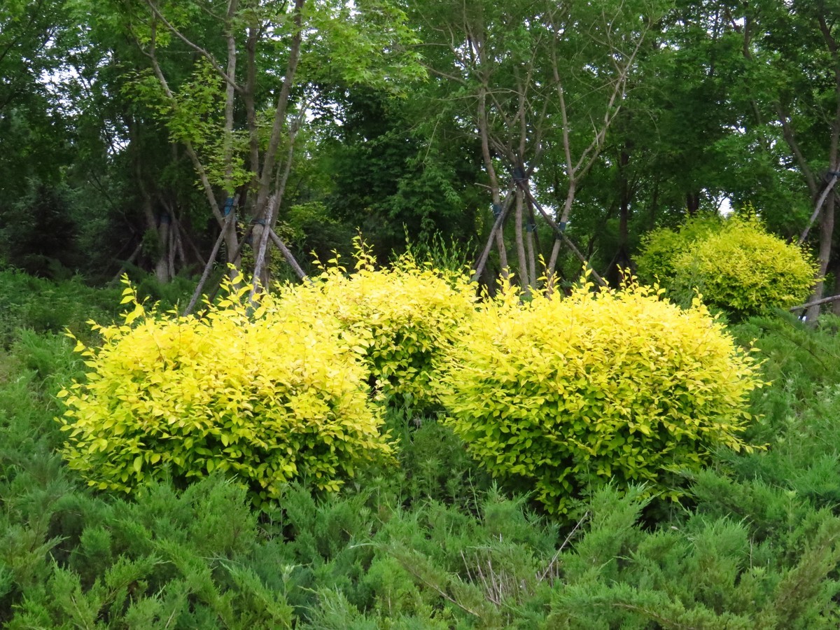 大辽河风光随手拍