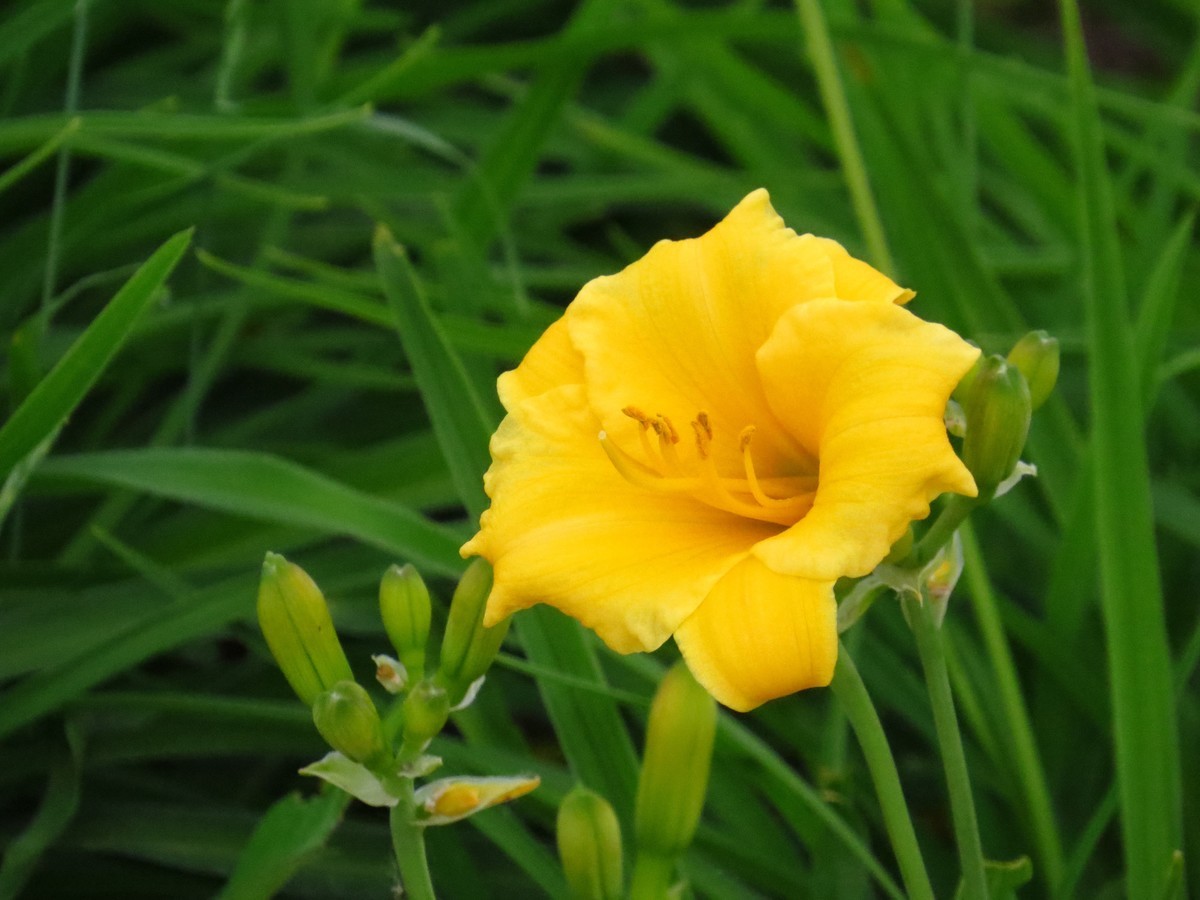 大辽河风光随手拍