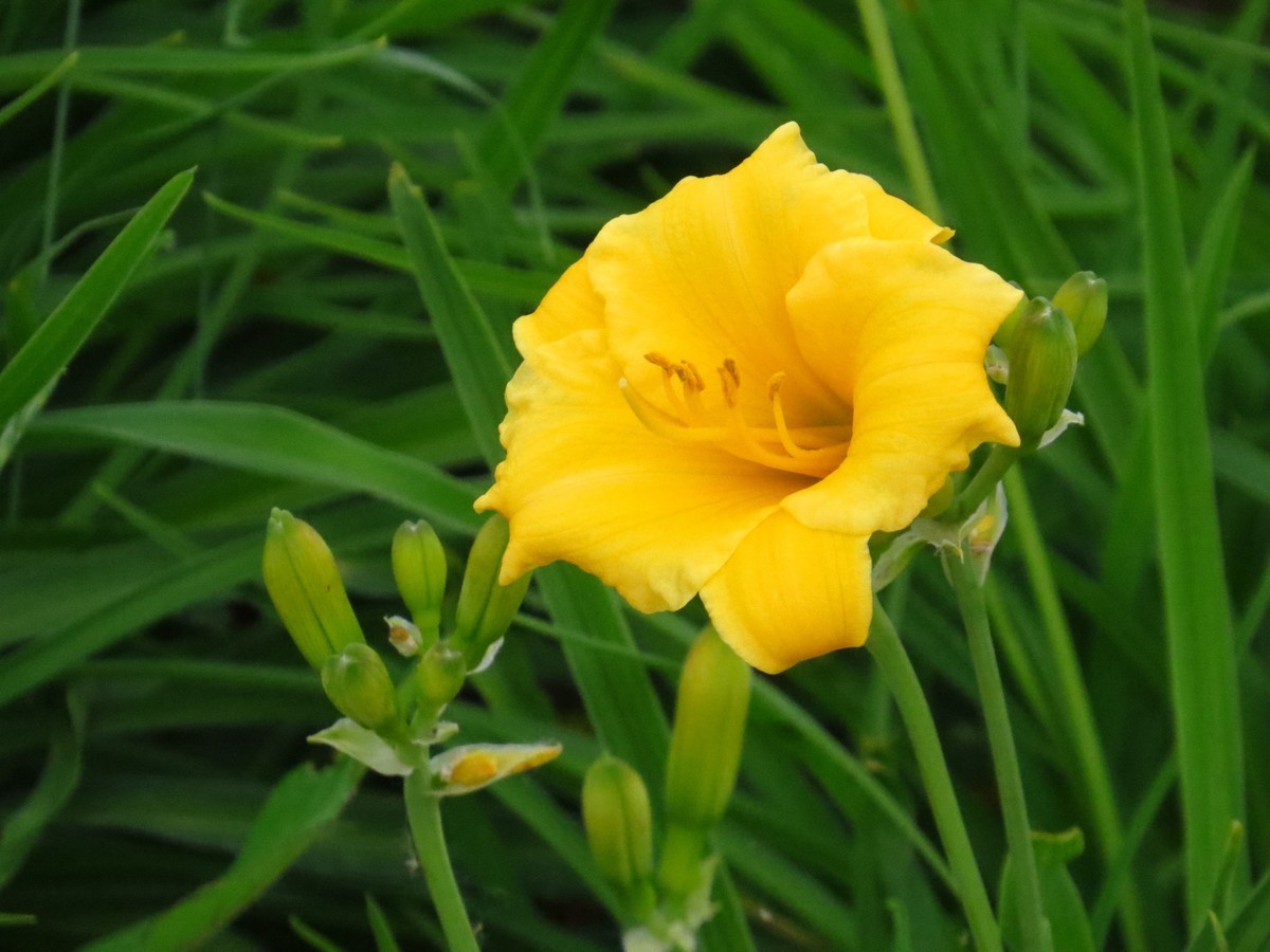 大辽河风光随手拍