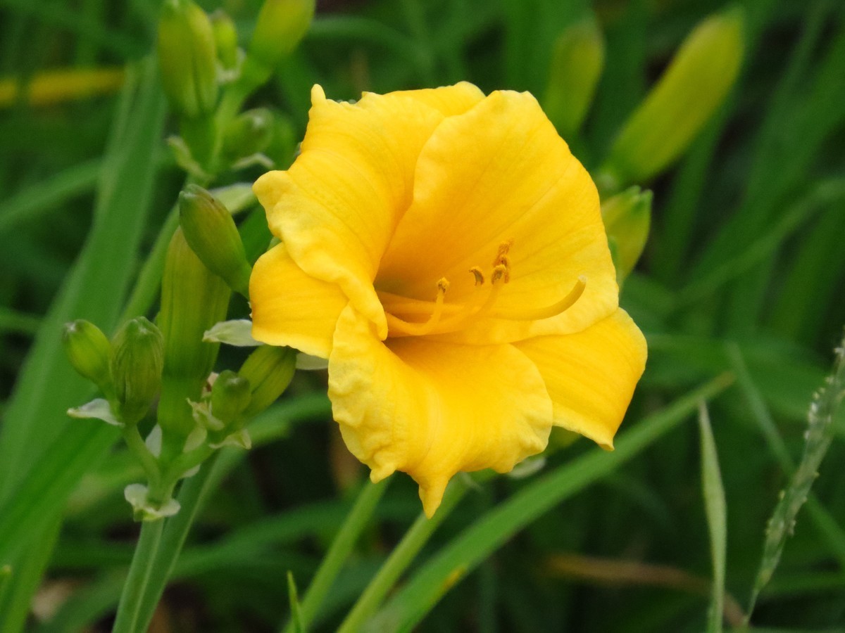 大辽河风光随手拍