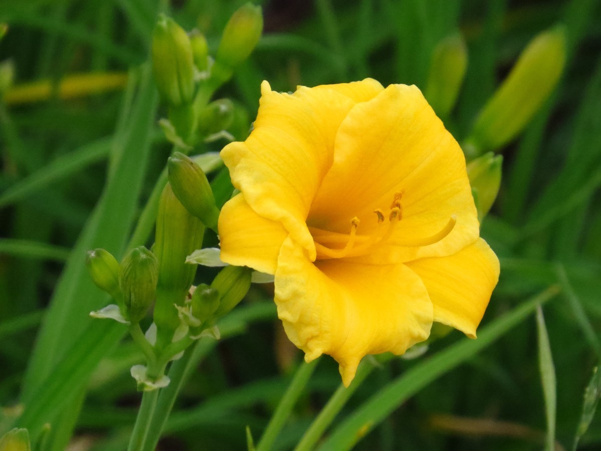 大辽河风光随手拍