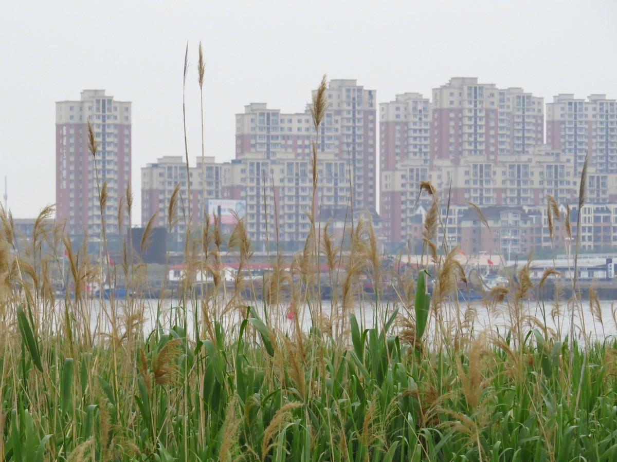 大辽河风光随手拍