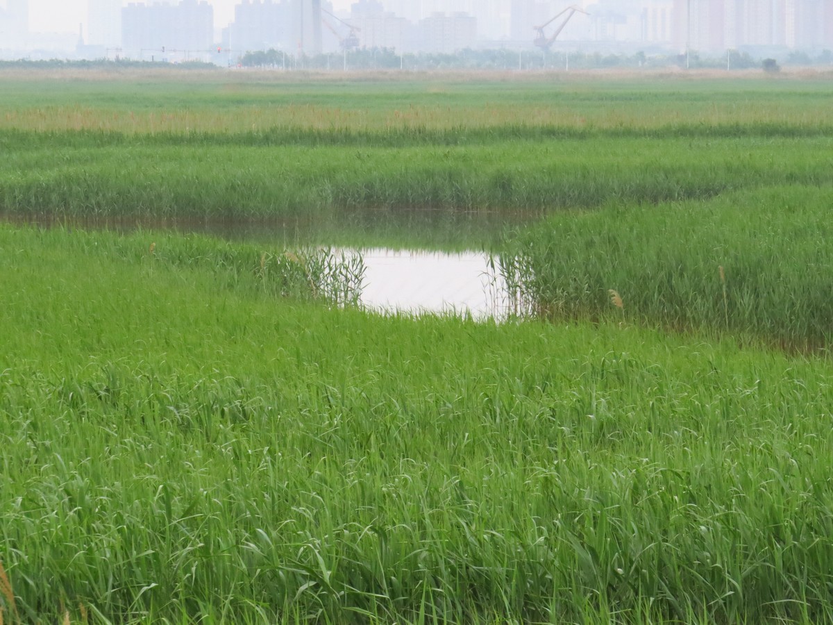 大辽河风光随手拍