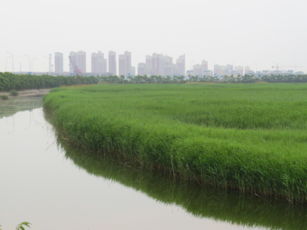 大辽河风光随手拍