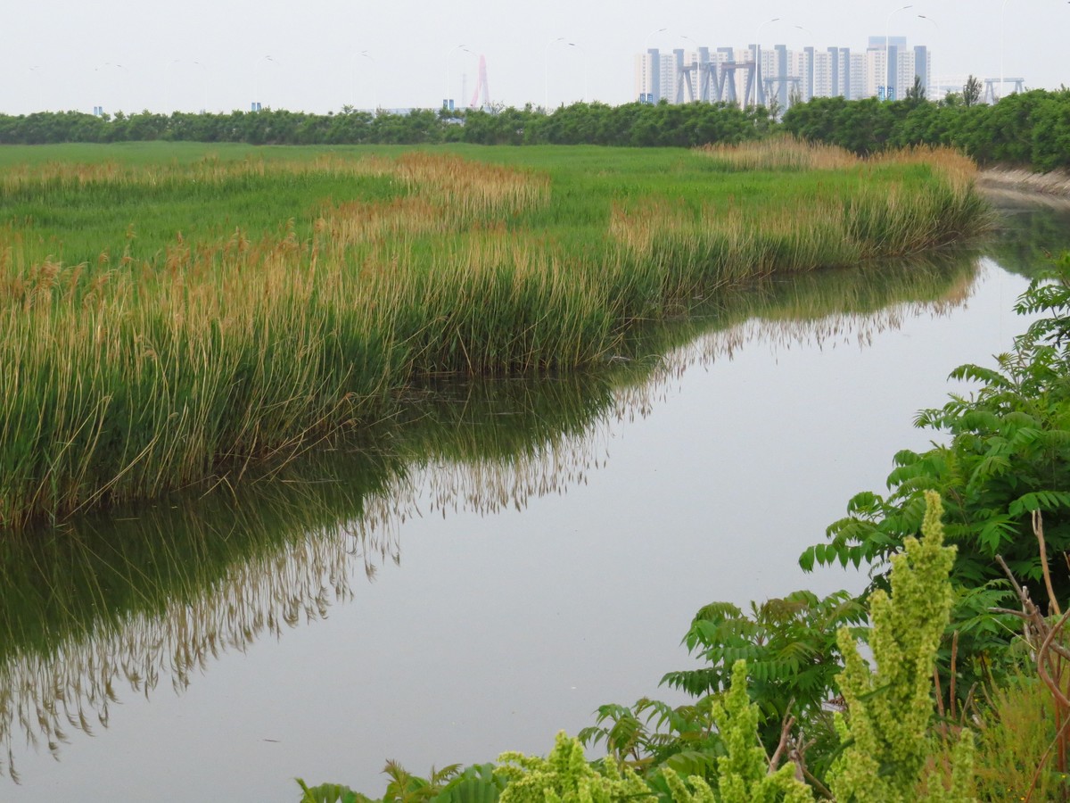 大辽河风光随手拍