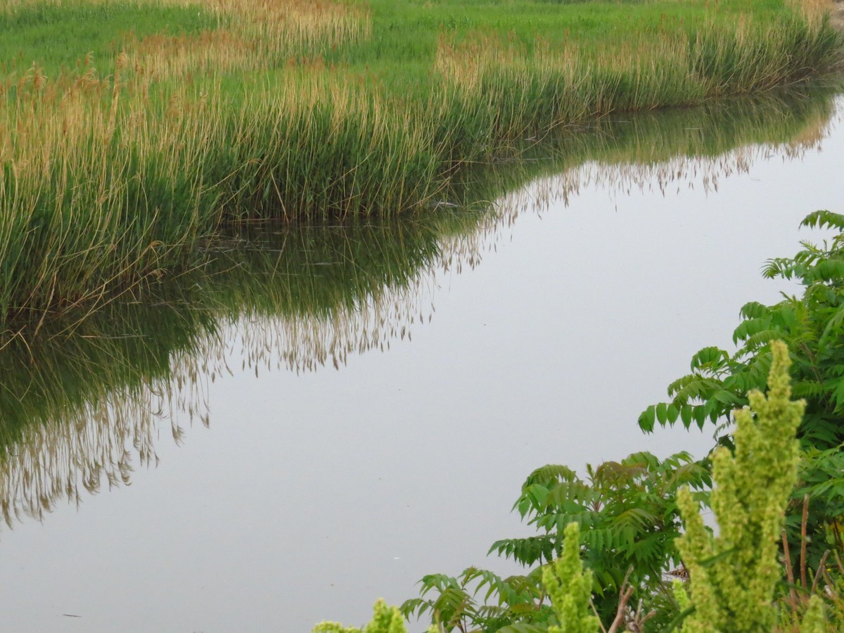 大辽河风光随手拍