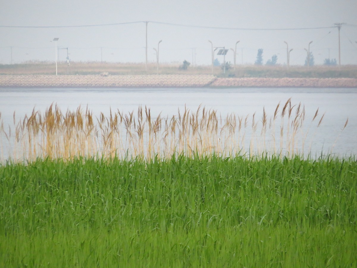 大辽河风光随手拍