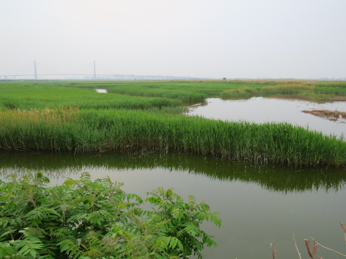 大辽河风光随手拍