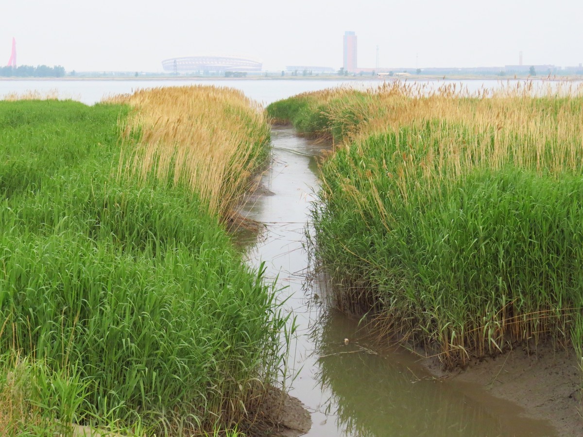 大辽河风光随手拍