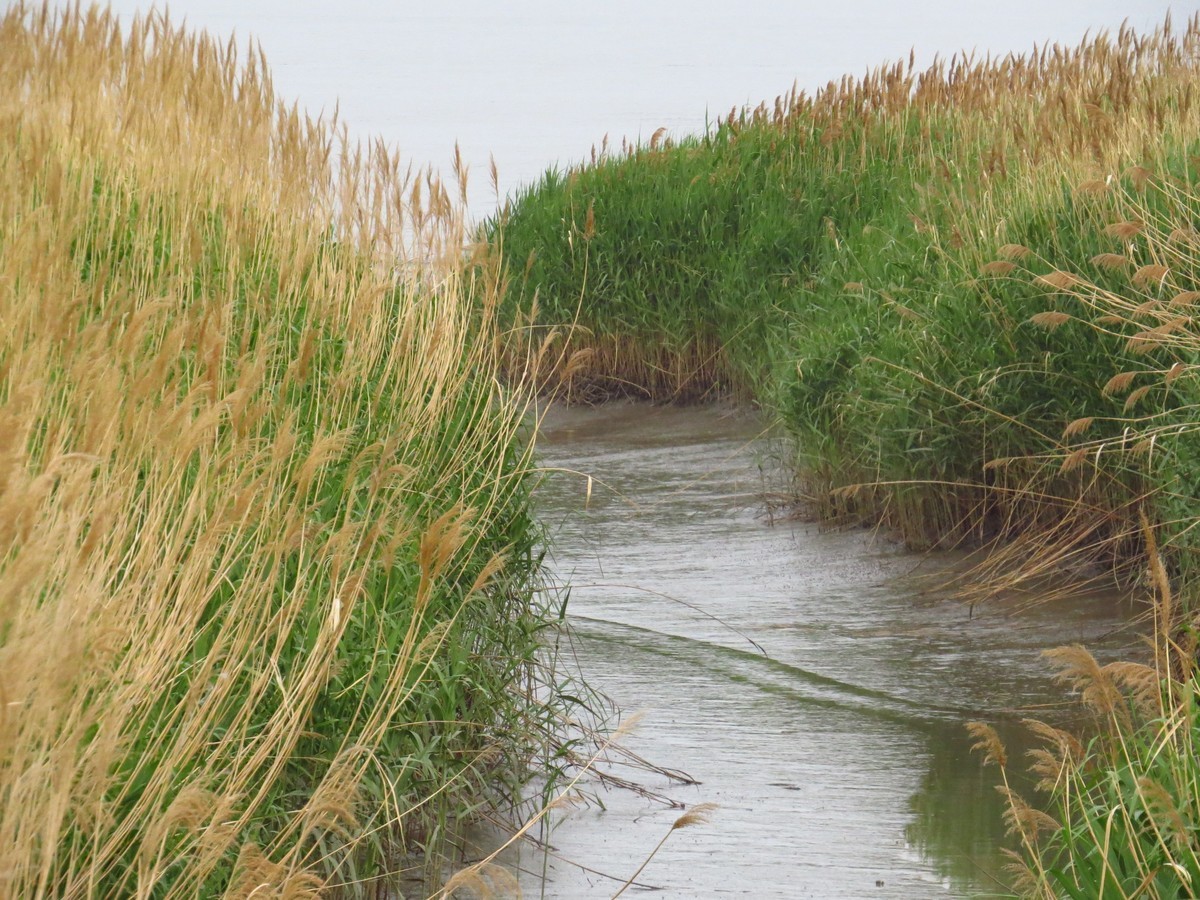 大辽河风光随手拍