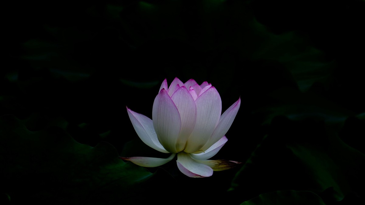 荷花随拍