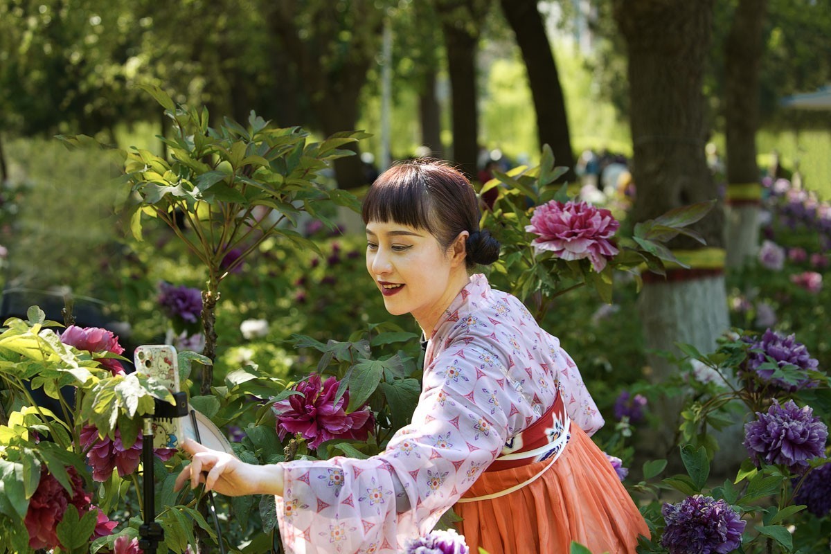 牡丹花开（七）