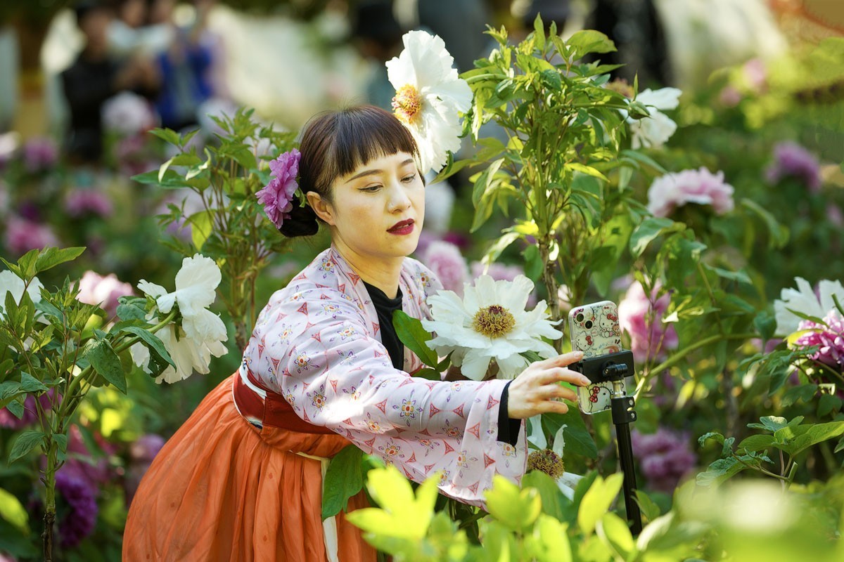 牡丹花开（七）