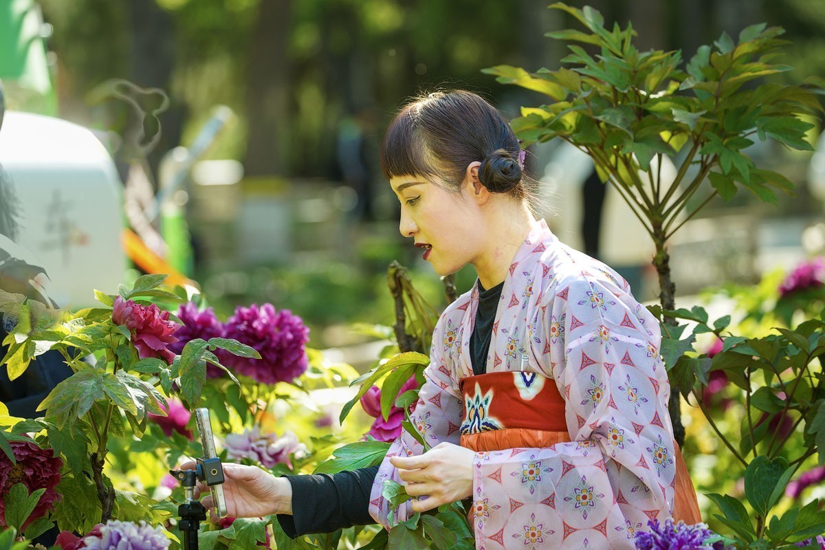 牡丹花开（七）