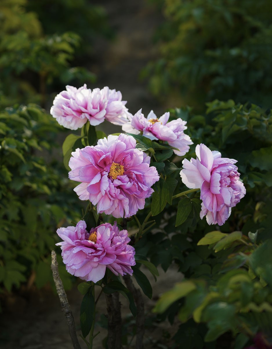 牡丹花开（七）