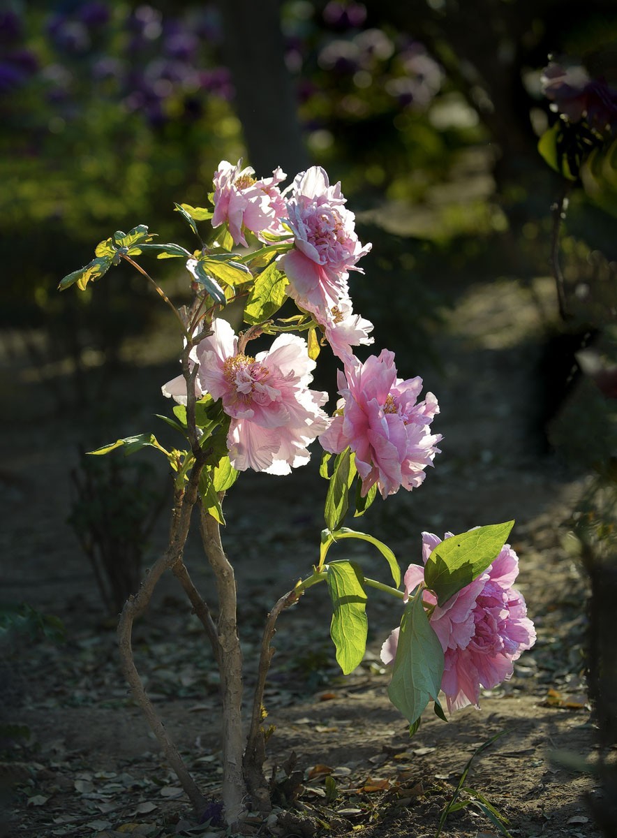 牡丹花开（七）