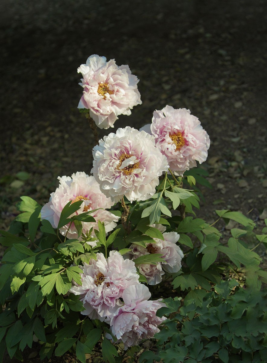 牡丹花开（七）