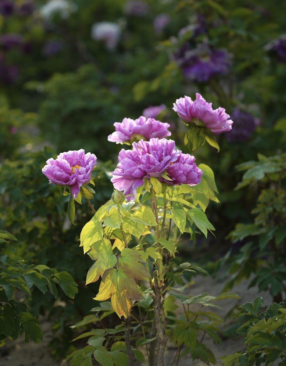 牡丹花开（七）