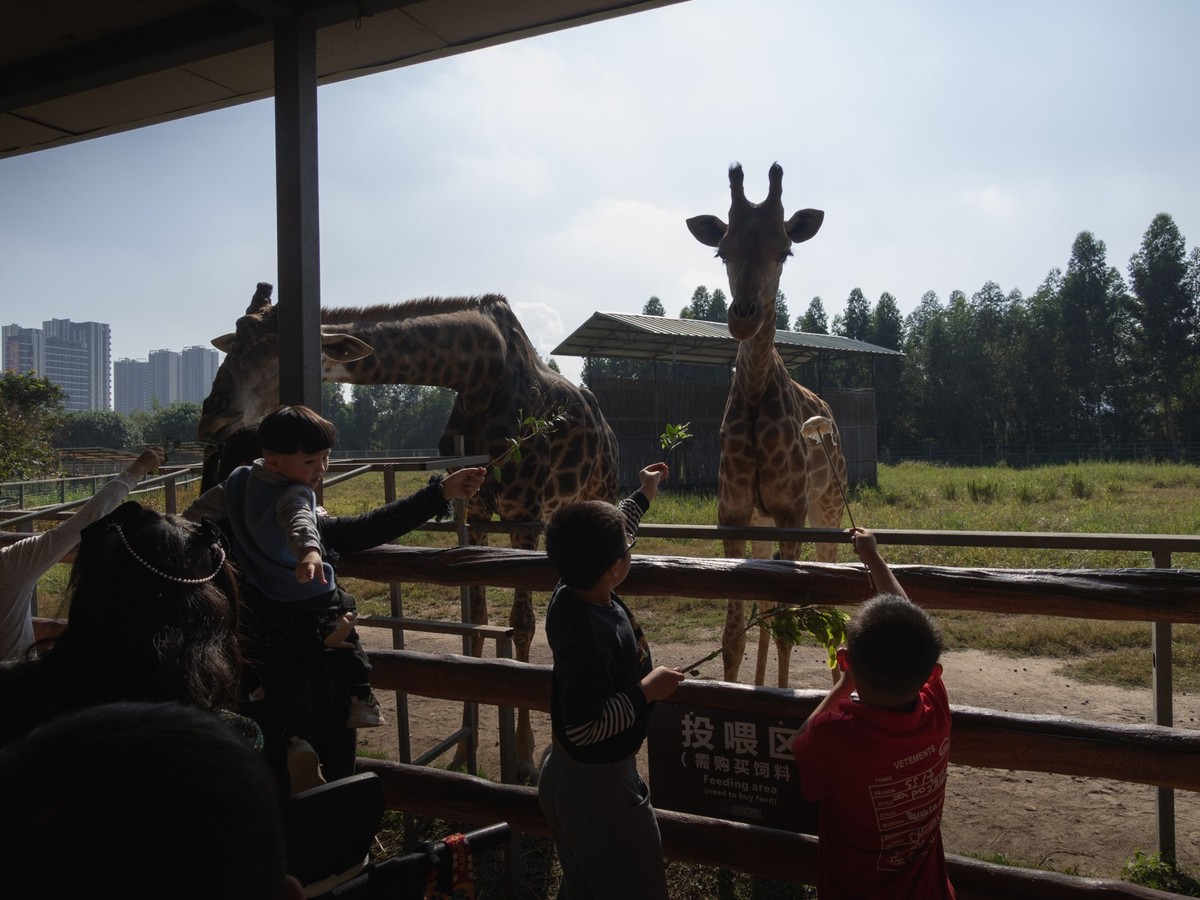 东莞市寮步镇的动物公园