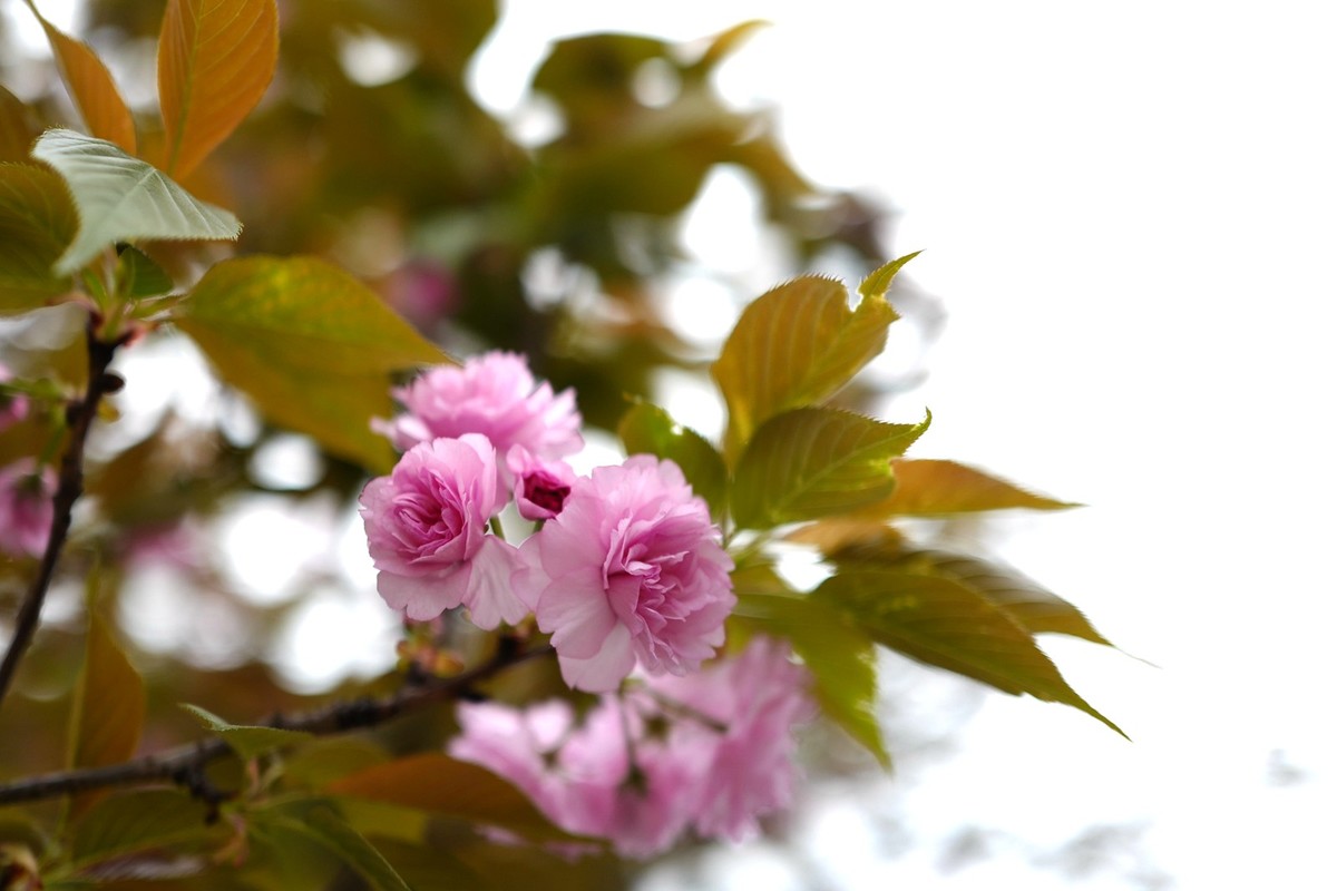 成都之行——人民公园（1）