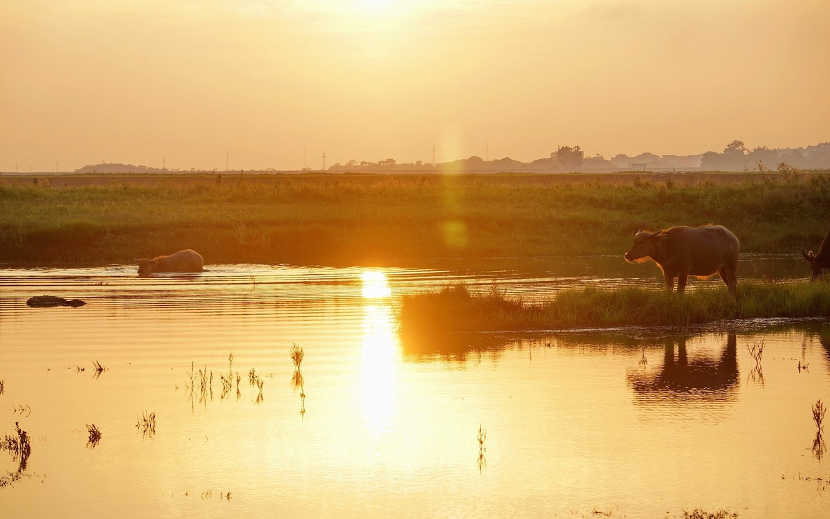 夕阳…水牛…小草……