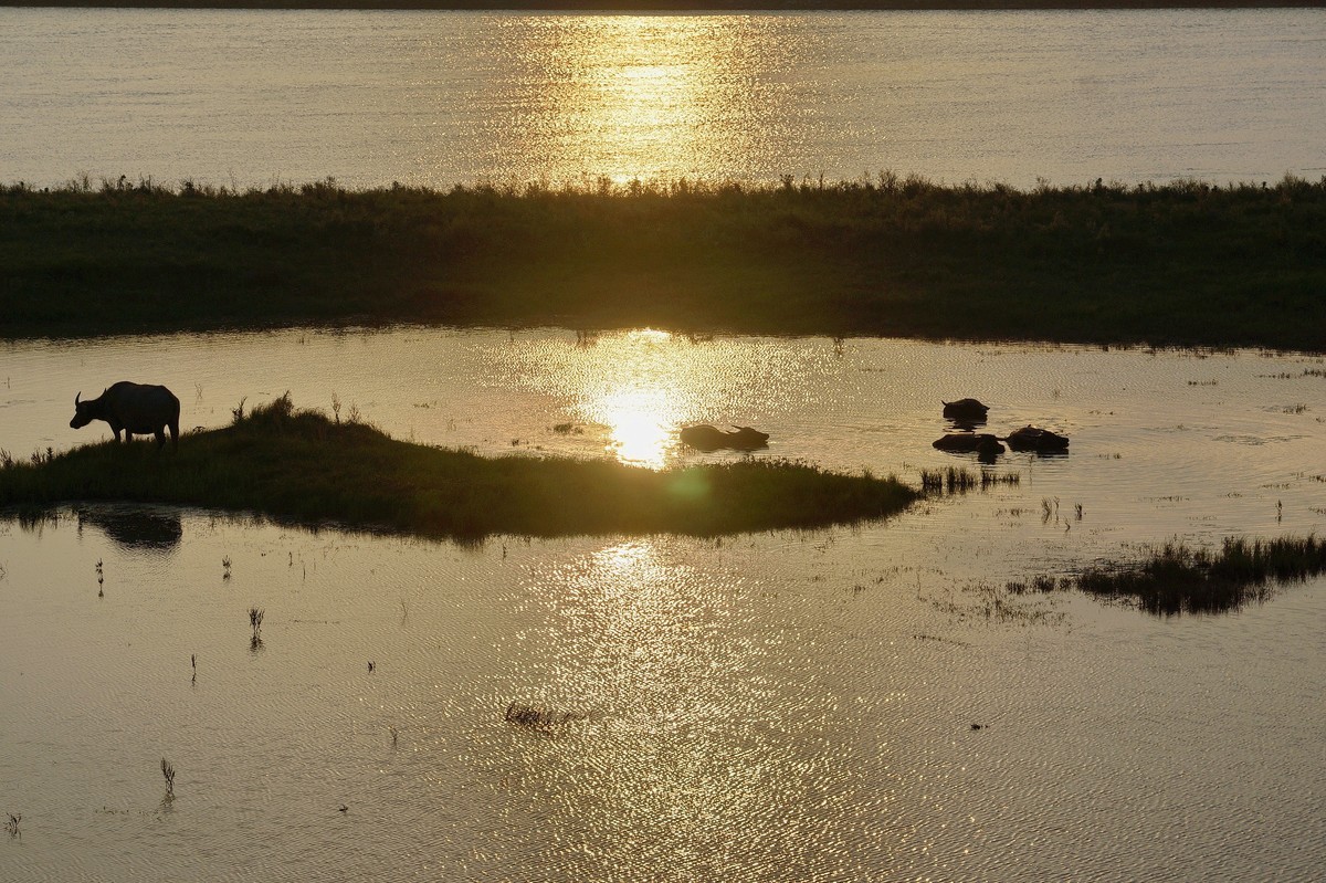 夕阳…水牛…小草……