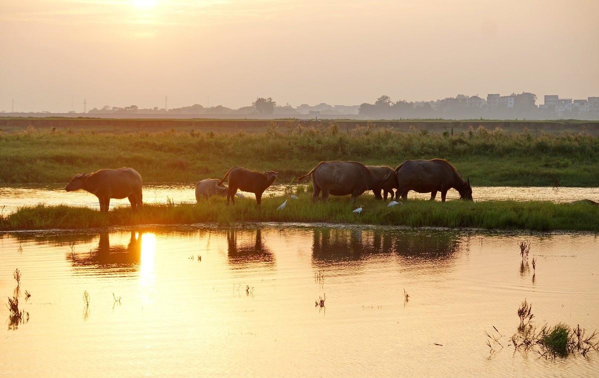 夕阳…水牛…小草……