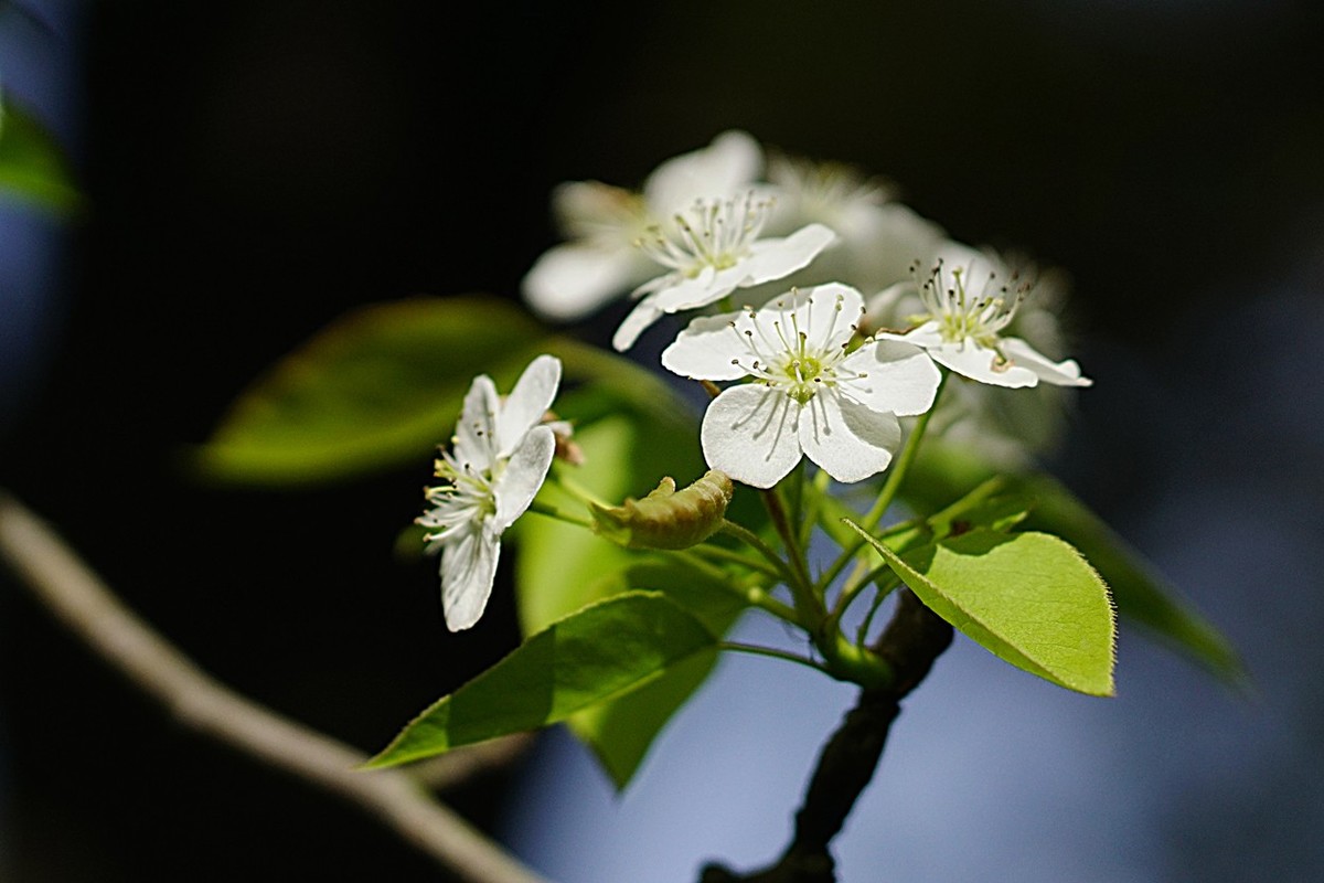 素雅之花