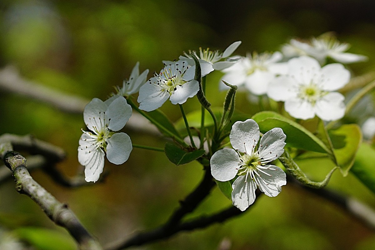 素雅之花梨花十一