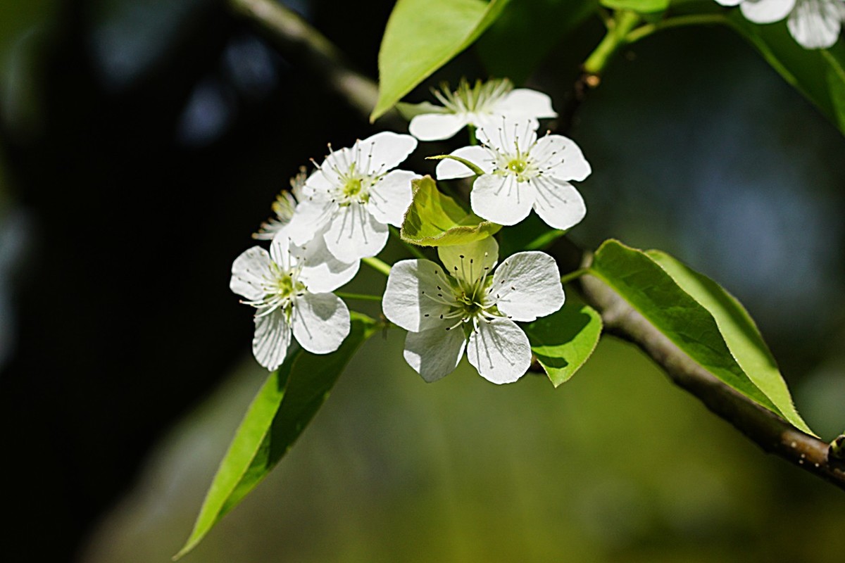 素雅之花梨花十一