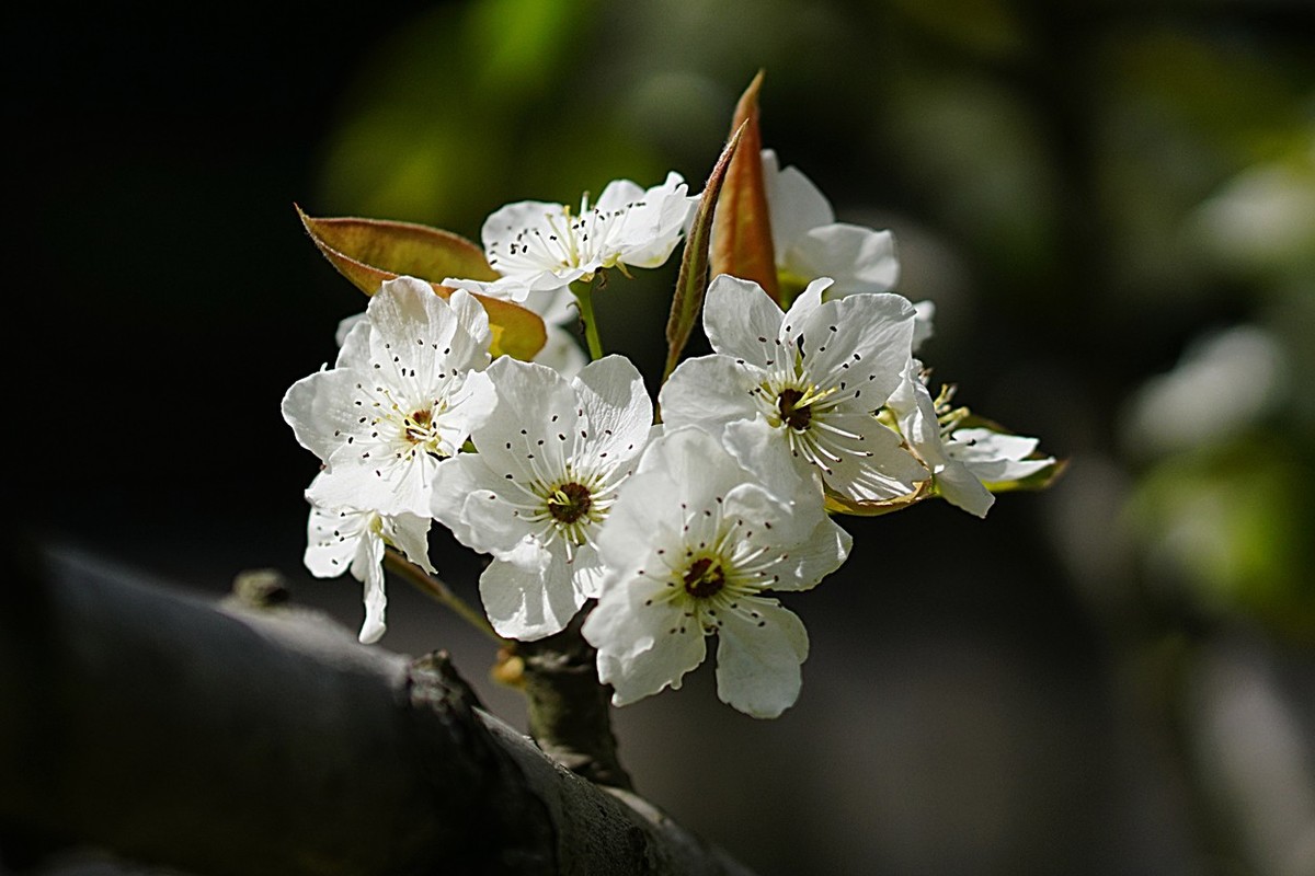 素雅之花梨花十一