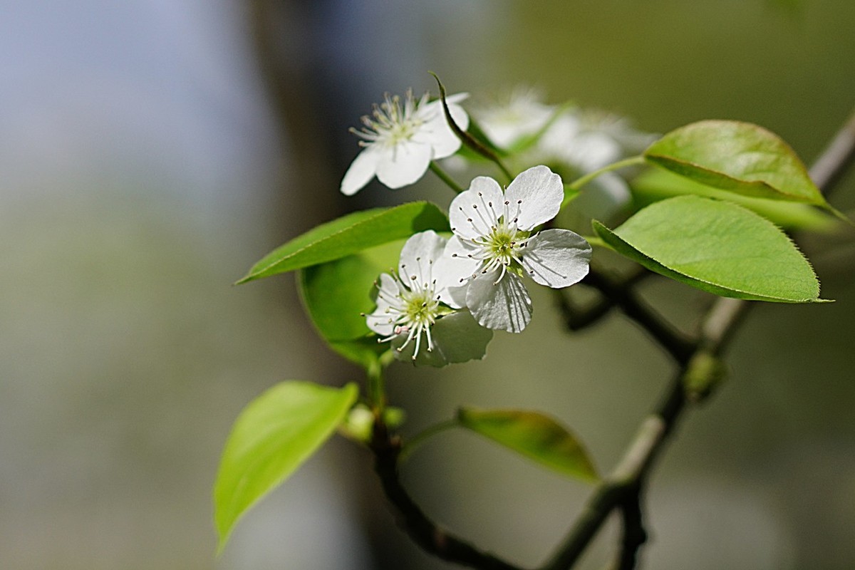 素雅之花梨花十一