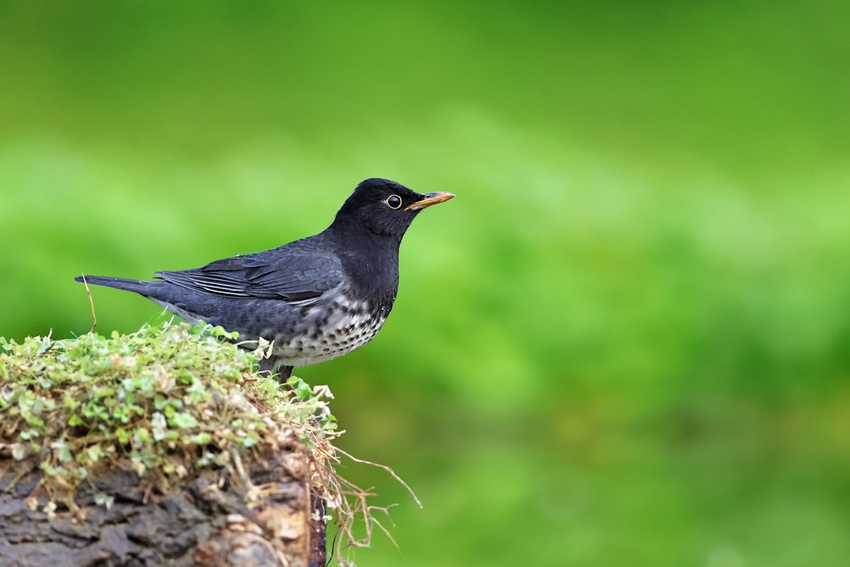 漂漂亮亮小林鸟