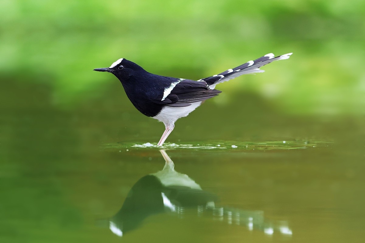 漂漂亮亮小林鸟