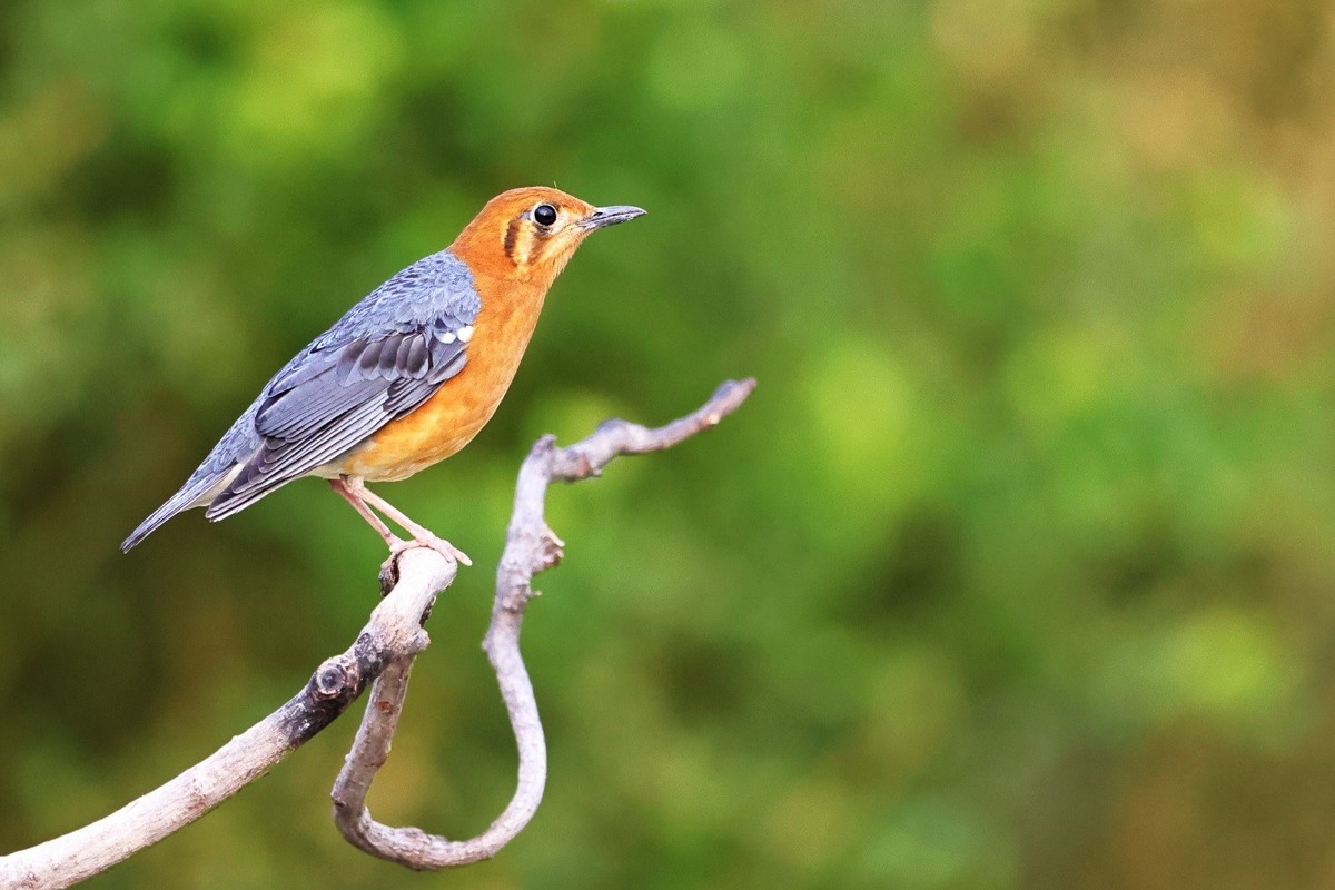 漂漂亮亮小林鸟