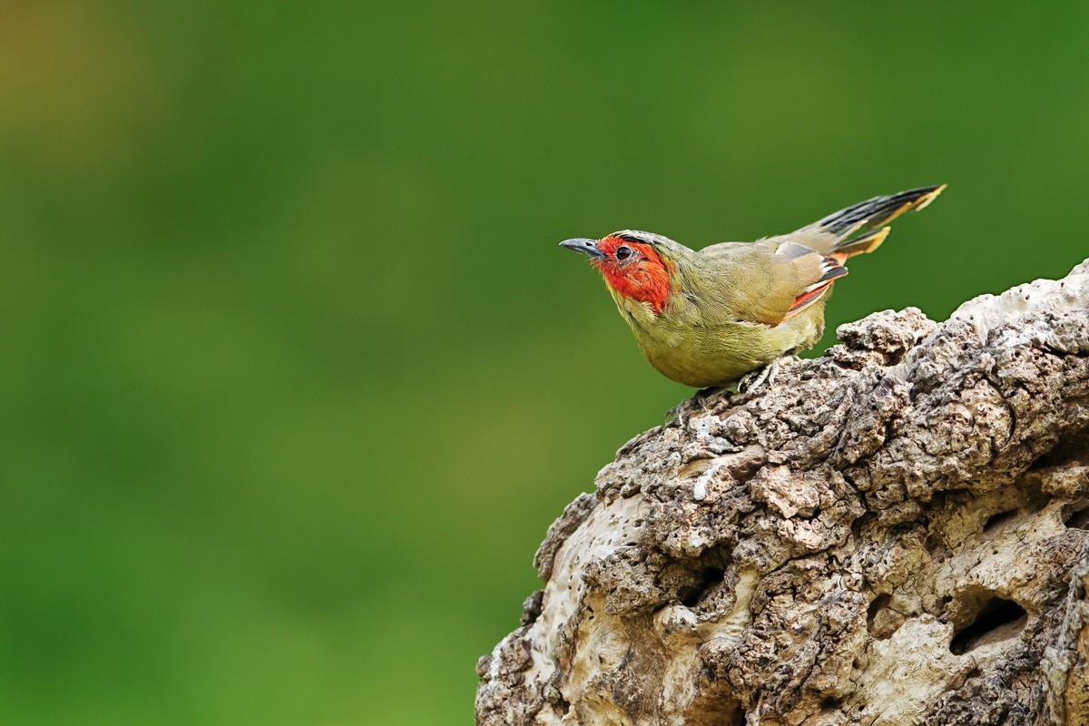 漂漂亮亮小林鸟