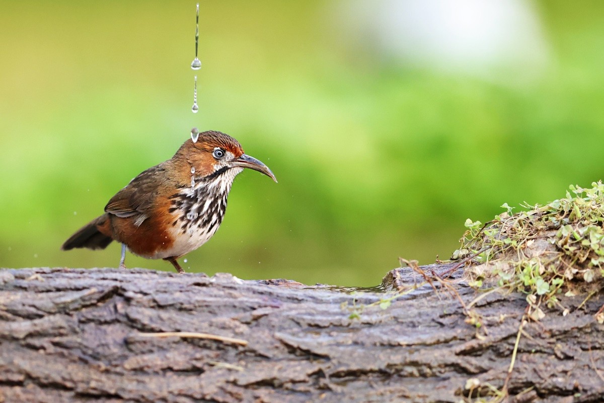 漂漂亮亮小林鸟