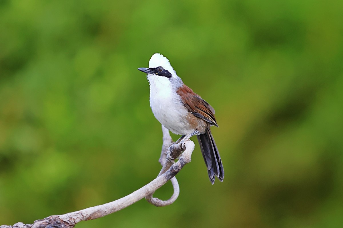 漂漂亮亮小林鸟
