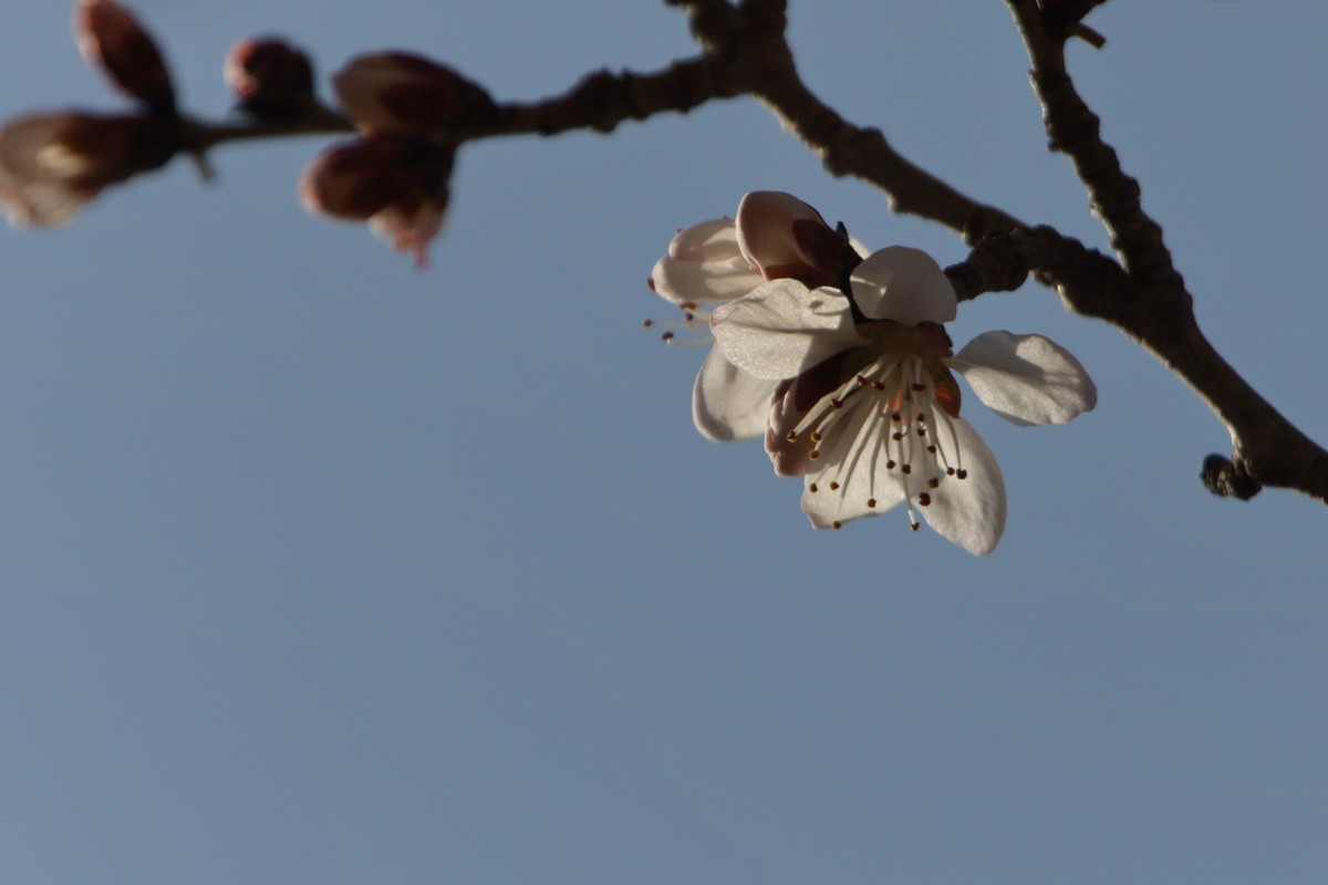 关东百花园（352）——山桃花