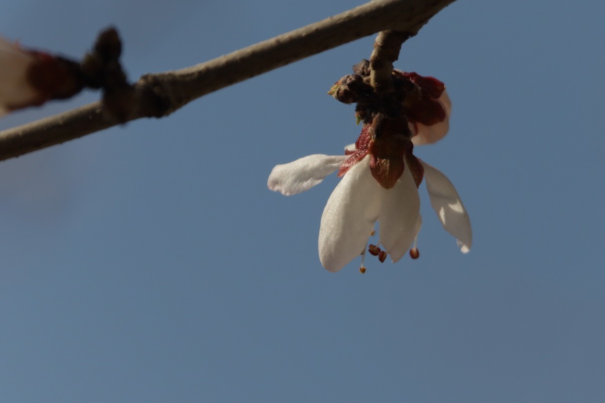 关东百花园（352）——山桃花