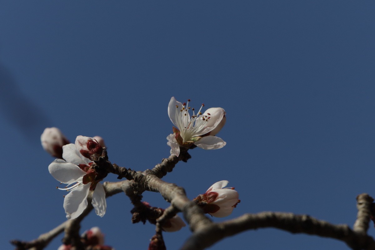 关东百花园（352）——山桃花