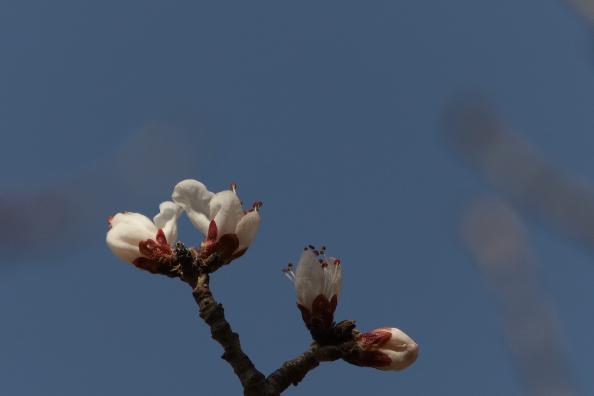 关东百花园（352）——山桃花
