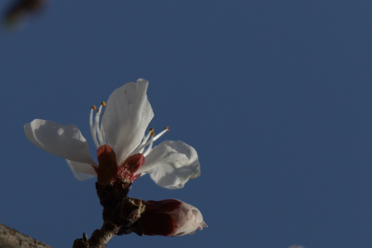 关东百花园（352）——山桃花