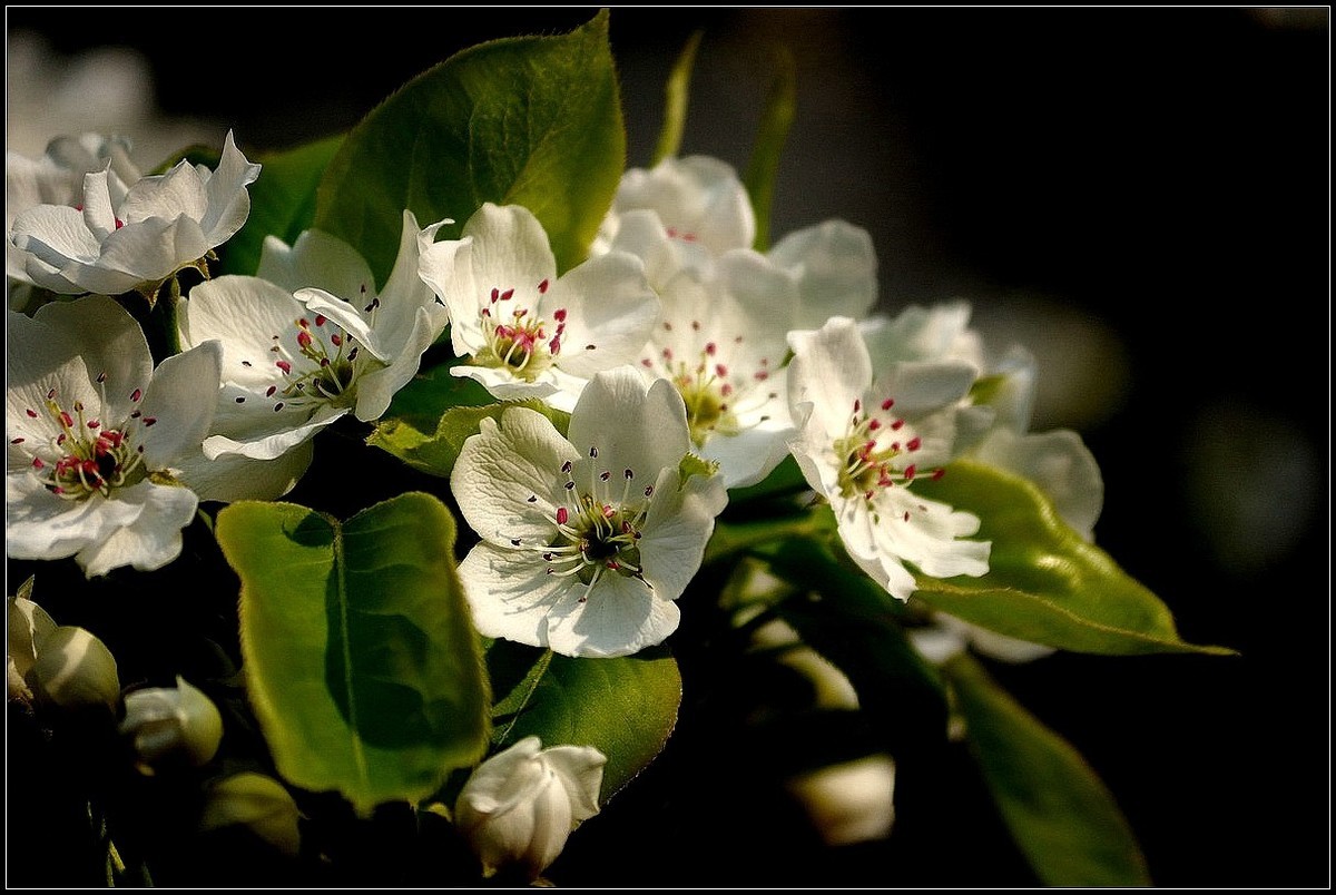梨花如雪沐春风  【0420】