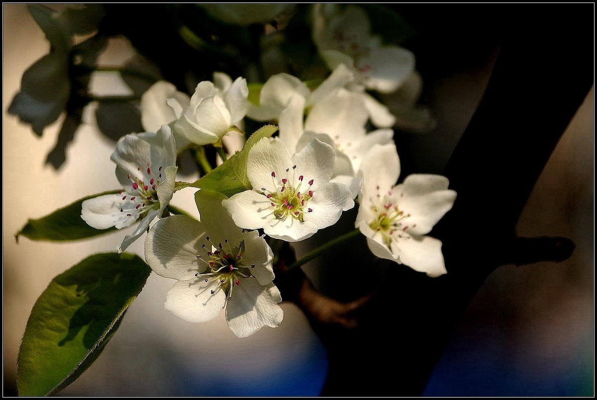 梨花如雪沐春风  【0420】