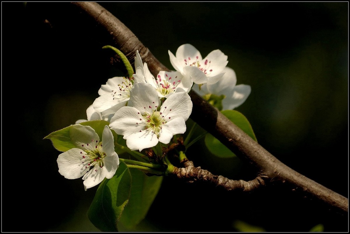 梨花如雪沐春风  【0420】