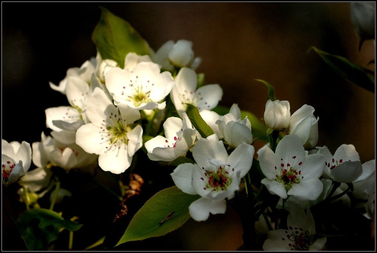 梨花如雪沐春风  【0420】