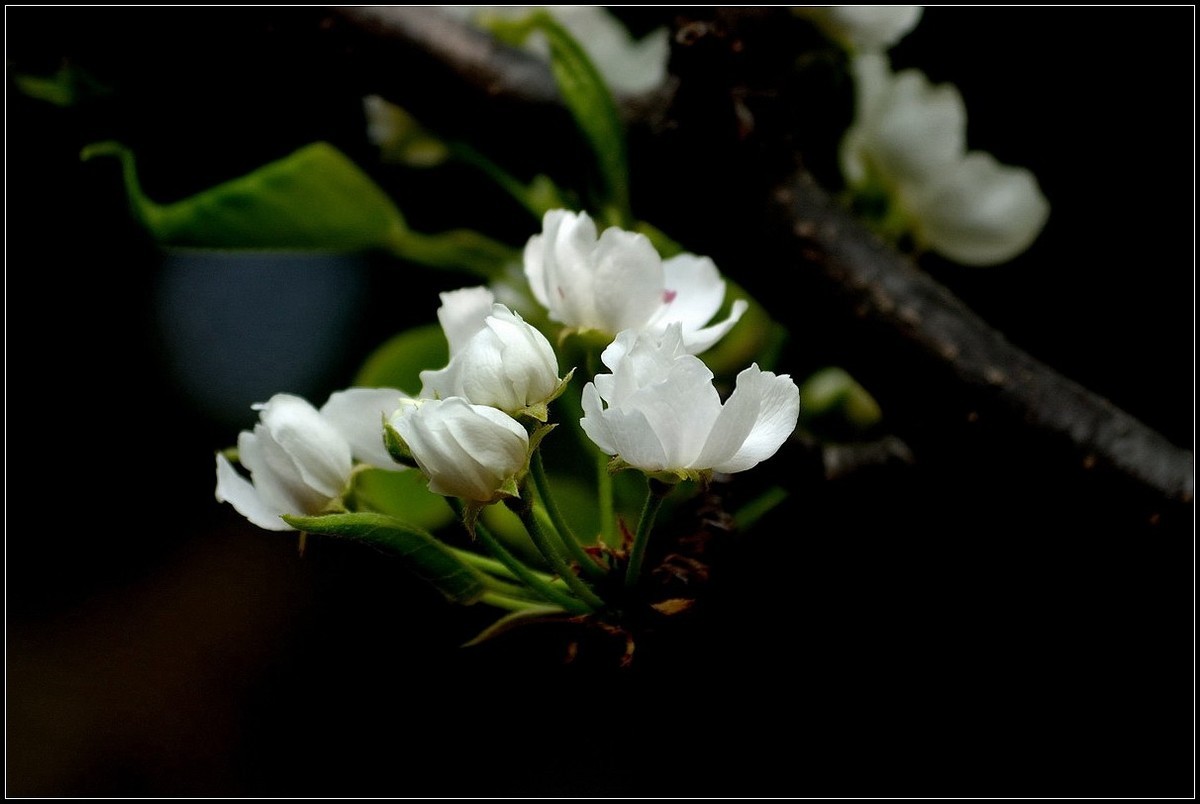 梨花如雪沐春风  【0420】