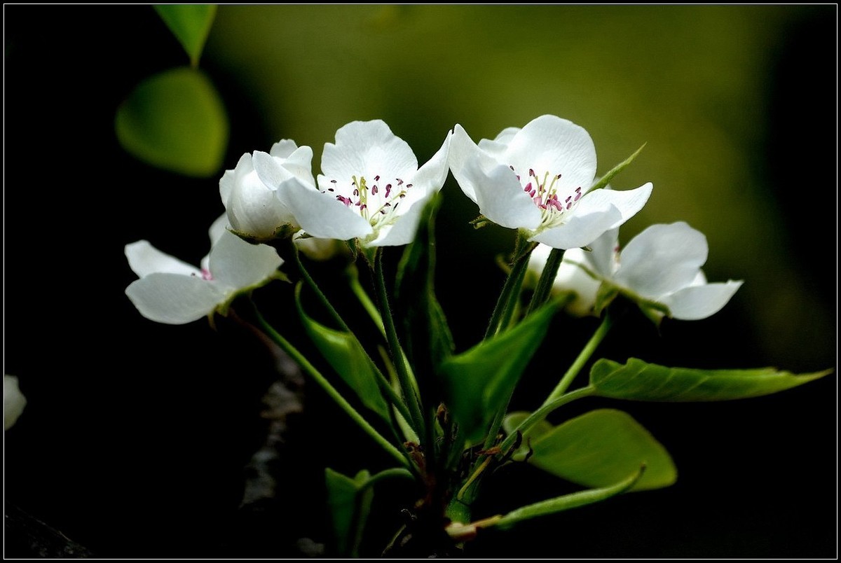 梨花如雪沐春风  【0420】