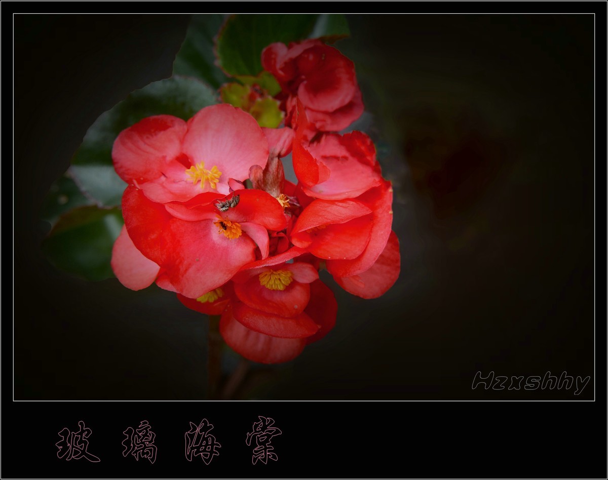 玻璃海棠（2024190）